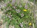 Bodo_2009_067